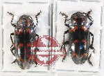 Scientific lot no. 159 Erotylidae (2 pcs)