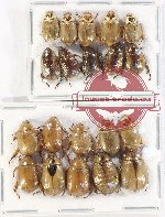 Scientific lot no. 321 Rutelinae (20 pcs)