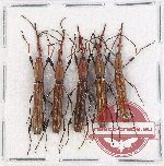 Scientific lot no. 113 Brenthidae (5 pcs)