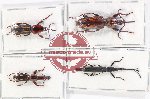 Scientific lot no. 125 Brenthidae (4 pcs - 1 pc A2)