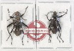 Scientific lot no. 421 Tenebrionidae (2 pcs)