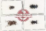 Scientific lot no. 414 Tenebrionidae (4 pcs - 1 pc A2)