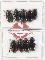 Scientific lot no. 422 Tenebrionidae (9 pcs - 5 pcs A2)