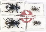 Scientific lot no. 420 Tenebrionidae (4 pcs - 1 pc A2)