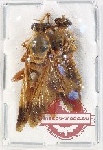 Scientific lot no. 82 Diptera (2 pcs A2)