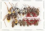 Scientific lot no. 1082 Heteroptera (15 pcs A, A2)