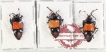Scientific lot no. 1072 Heteroptera (3 pcs A2)
