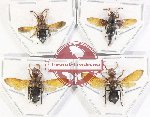 Scientific lot no. 433 Hymenoptera (4 pcs)