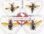 Scientific lot no. 433 Hymenoptera (4 pcs)