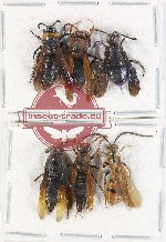 Scientific lot no. 431 Hymenoptera (6 pcs A-, A2)
