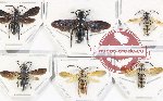Scientific lot no. 435 Hymenoptera (6 pcs)
