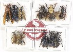 Scientific lot no. 436 Hymenoptera (12 pcs A-, A2)