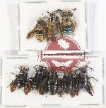 Scientific lot no. 430 Hymenoptera (8 pcs - 3 pcs A2)