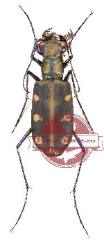 Cosmodela aurulenta