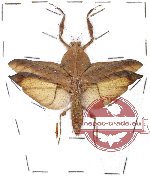 Deroplatys truncata