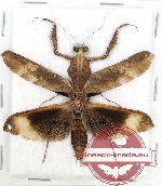 Deroplatys lobata