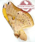 Antheraea jana (yellow)