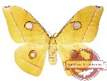 Antheraea jana (yellow)