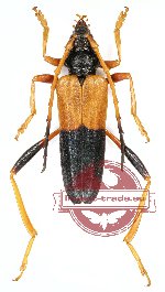 Schmidtiana borneoensis (Ritsema)