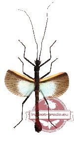 Orthomeria versicolor