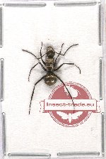 Formicidae sp. 45 (5 pcs)