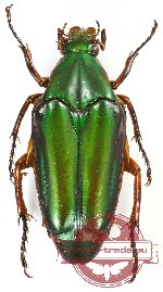 Chalcothea resplendens