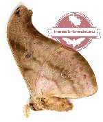 Antheraea jana (brown)