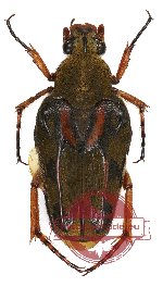 Ixorida (Emas) thoracica