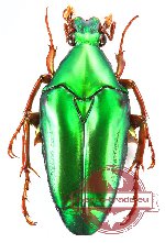 Chalcothea affinis