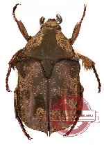 Protaetia (s.str.) obscurella (3 pcs)