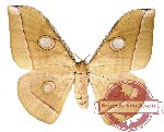 Antheraea jana (brown)