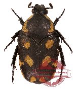 Clinteria decora