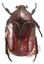 Protaetia (s.str.) gueyrraudi