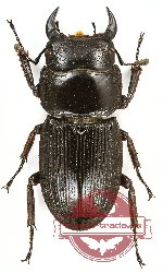 Dorcus parryi parryi