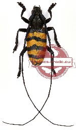 Agnia fasciata (A-)