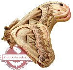 Attacus dohertyi (A-)