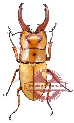 Prosopocoilus occipitalis astericus