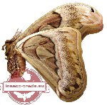 Attacus dohertyi (AA-)
