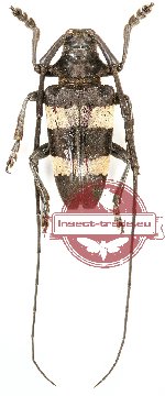 Cereopsius sp. 3A