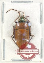 Scientific lot no. 1142 Heteroptera (1 pc A2)