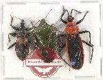 Scientific lot no. 1124 Heteroptera (3 pcs A2)