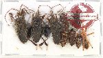 Scientific lot no. 1151 Heteroptera (9 pcs A2)