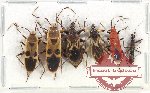 Scientific lot no. 1139 Heteroptera (6 pcs)
