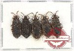 Scientific lot no. 1144 Heteroptera (5 pcs)