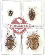 Scientific lot no. 1133 Heteroptera (4 pcs)