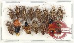 Scientific lot no. 1153 Heteroptera (13 pcs A2)