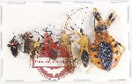 Scientific lot no. 1126 Heteroptera (7 pcs A2)