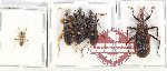 Scientific lot no. 1127 Heteroptera (6 pcs A, A-, A2)