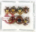 Scientific lot no. 1140 Heteroptera (7 pcs)