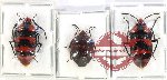 Scientific lot no. 1136 Heteroptera (3 pcs)